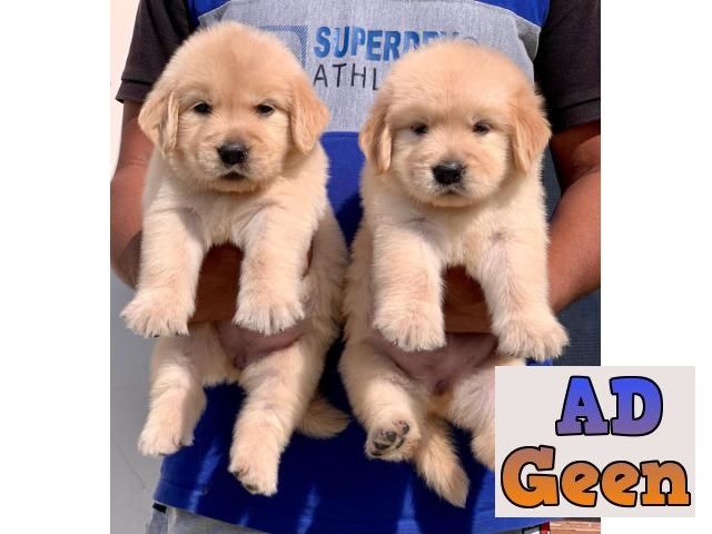 used Golden Retriever 40 Days old Puppies available Delhi 9793862529 for sale 